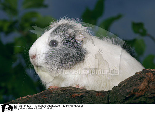 Ridgeback Meerschwein Portrait / Ridgeback guinea pig Portrait / SS-14325