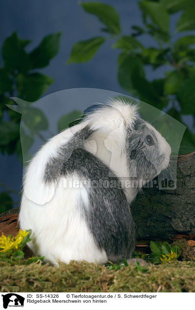 Ridgeback Meerschwein von hinten / backside of a Ridgeback guinea pig / SS-14326