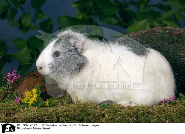 Ridgeback Meerschwein / Ridgeback guinea pig / SS-14327