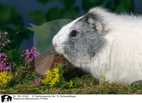 Ridgeback Meerschwein Portrait / Ridgeback guinea pig Portrait / SS-14328