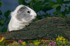 Ridgeback Meerschwein Portrait