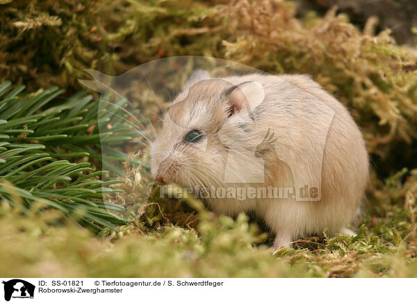 Roborowski-Zwerghamster / Roborovski's dwarf hamster / SS-01821