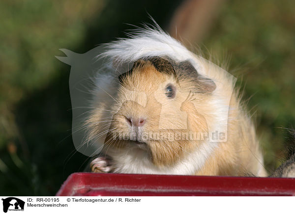 Meerschweinchen / guinea pig / RR-00195