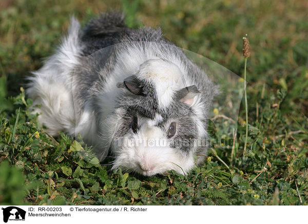 Meerschweinchen / guinea pig / RR-00203