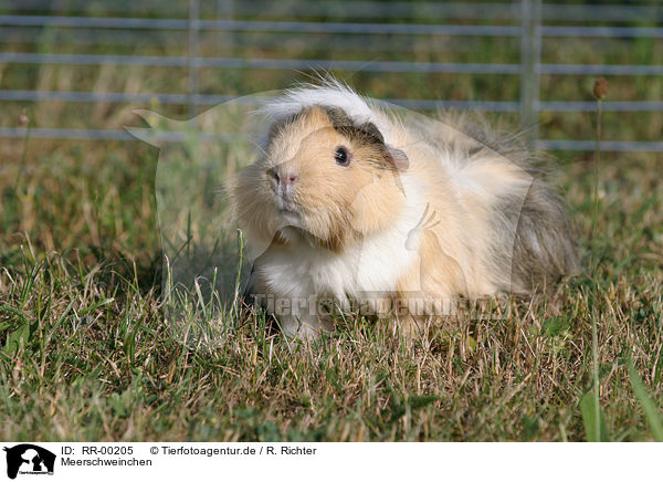 Meerschweinchen / guinea pig / RR-00205