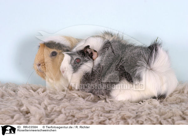 Rosettenmeerschweinchen / guinea pigs / RR-03584