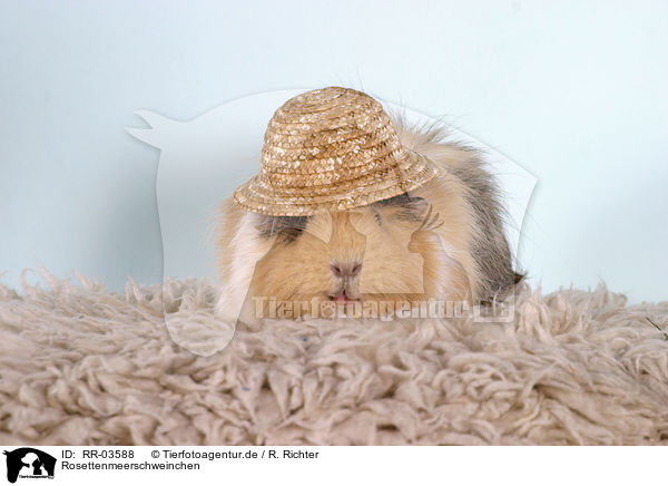 Rosettenmeerschweinchen / guinea pig / RR-03588