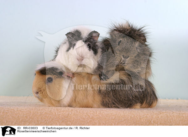 Rosettenmeerschweinchen / guinea pigs / RR-03603