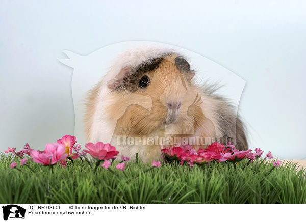 Rosettenmeerschweinchen / guinea pig / RR-03606
