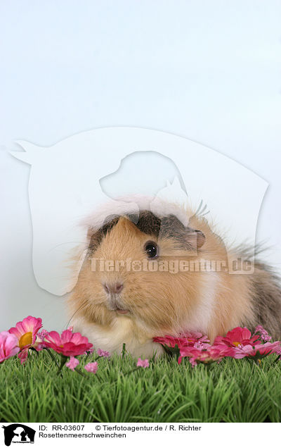 Rosettenmeerschweinchen / guinea pig / RR-03607