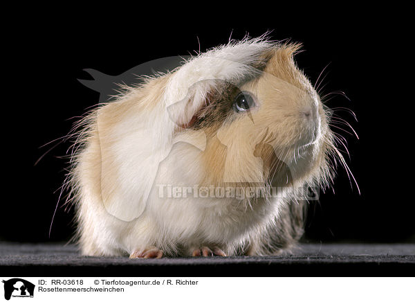 Rosettenmeerschweinchen / guinea pig / RR-03618