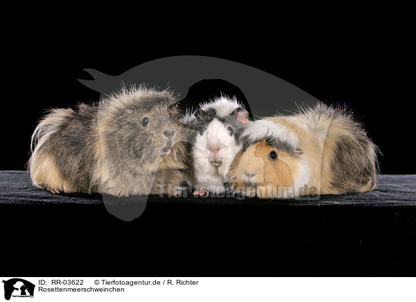 Rosettenmeerschweinchen / guinea pigs / RR-03622