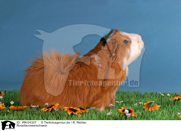 Rosettenmeerschwein / guinea pig / RR-04307