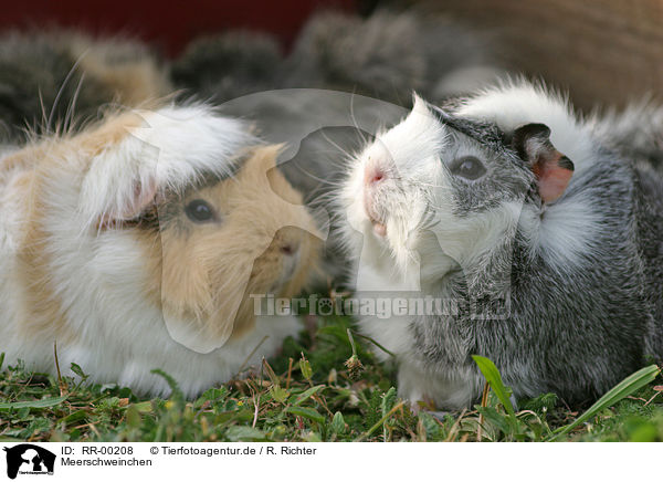 Meerschweinchen / guinea pigs / RR-00208