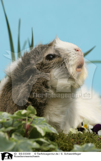 Rosettenmeerschwein / guinea pig / SS-03309