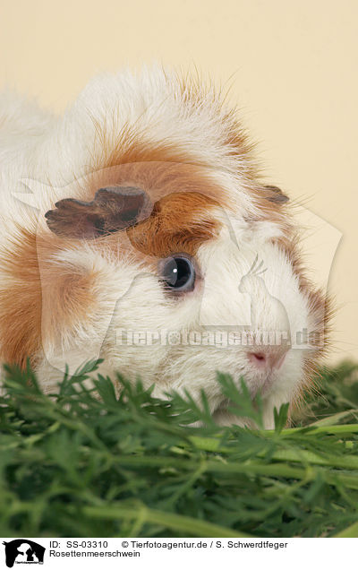 Rosettenmeerschwein / guinea pig / SS-03310