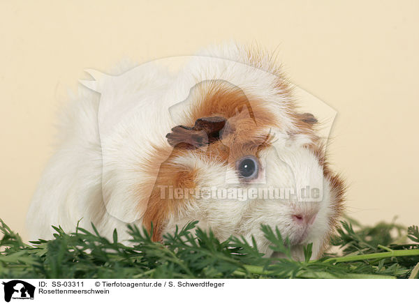 Rosettenmeerschwein / SS-03311