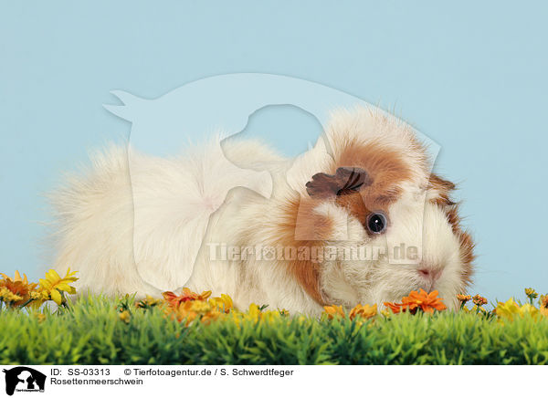 Rosettenmeerschwein / SS-03313