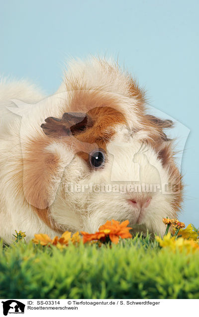 Rosettenmeerschwein / SS-03314