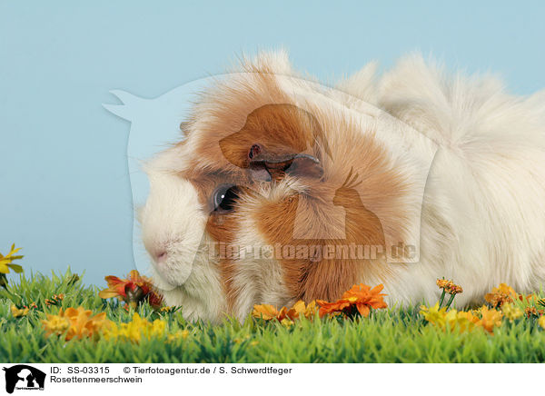 Rosettenmeerschwein / guinea pig / SS-03315