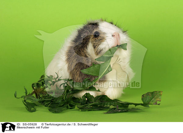 Meerschwein mit Futter / guinea pig with food / SS-05928