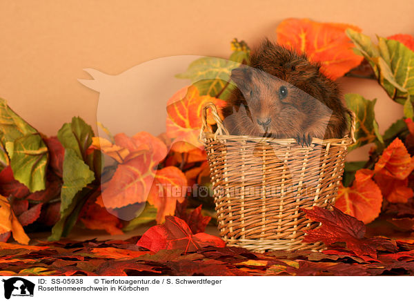 Rosettenmeerschwein in Krbchen / guinea pig in basket / SS-05938