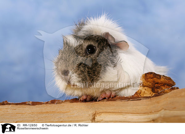 Rosettenmeerschwein / guinea pig / RR-12850