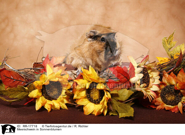 Meerschwein in Sonnenblumen / guinea pig in sun flowers / RR-17718