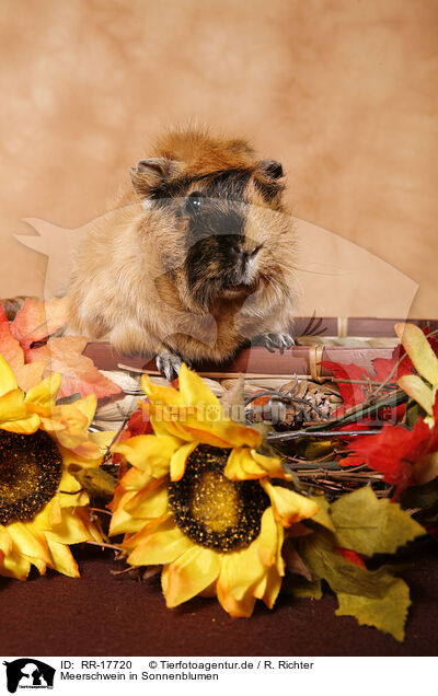 Meerschwein in Sonnenblumen / guinea pig in sun flowers / RR-17720