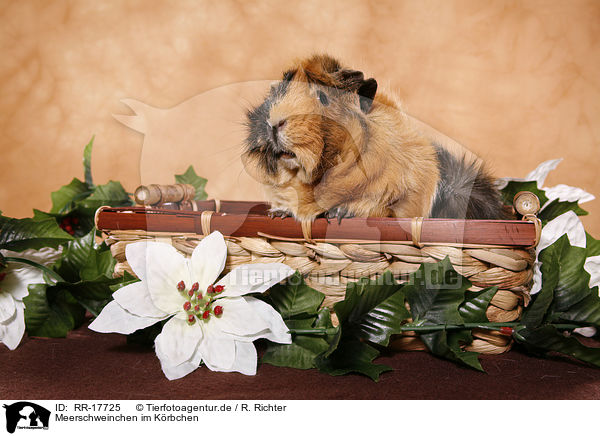 Meerschweinchen im Krbchen / guinea pig in basket / RR-17725