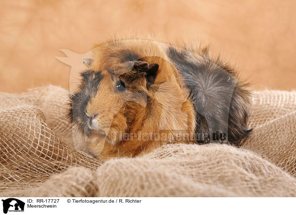 Meerschwein / guinea pig / RR-17727