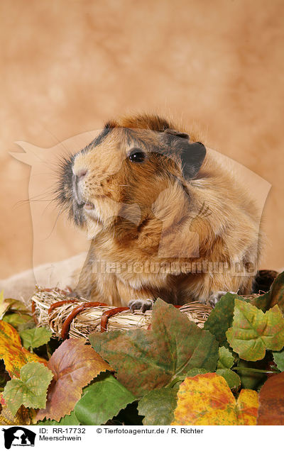 Meerschwein / RR-17732