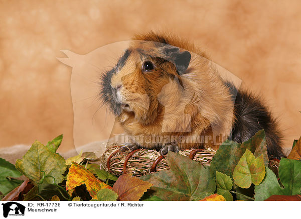 Meerschwein / RR-17736