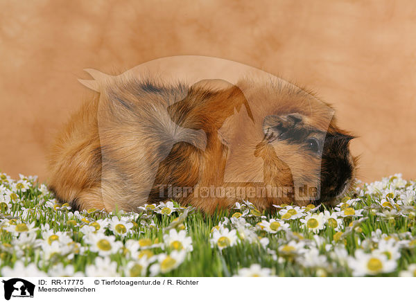 Meerschweinchen / guinea pig / RR-17775