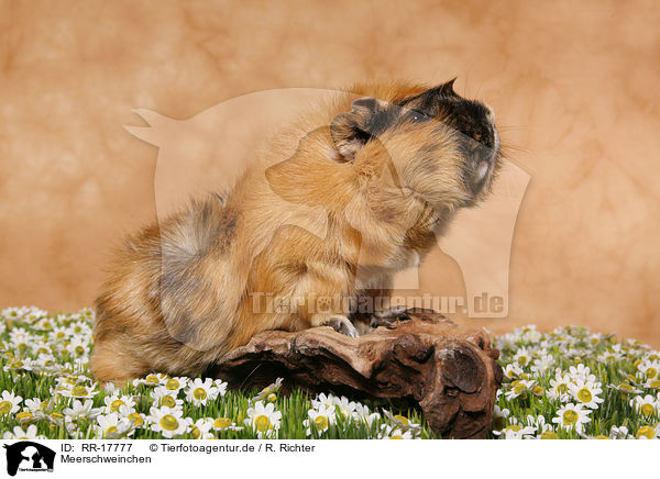 Meerschweinchen / guinea pig / RR-17777