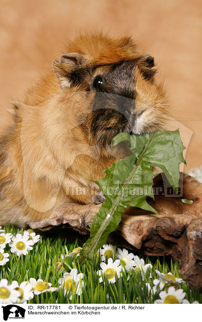 Meerschweinchen im Krbchen / guinea pig in basket / RR-17781