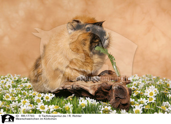 Meerschweinchen im Krbchen / RR-17783