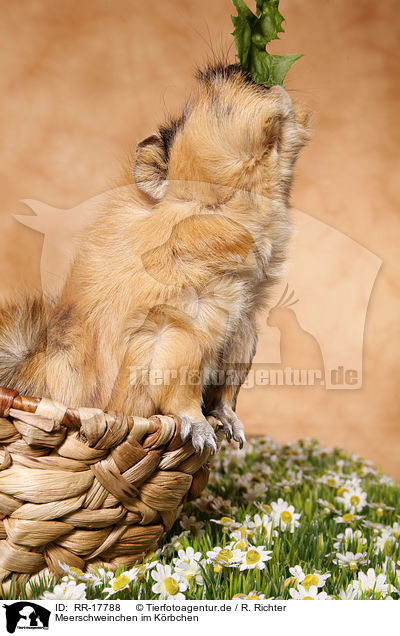 Meerschweinchen im Krbchen / RR-17788