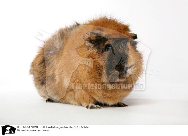 Rosettenmeerschwein / RR-17820