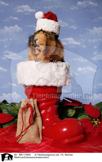 Weihnachtsmeerschweinchen / christmas guinea pig / RR-17865
