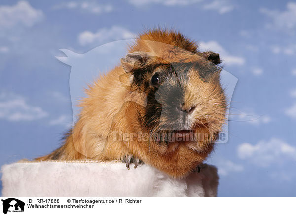 Weihnachtsmeerschweinchen / RR-17868