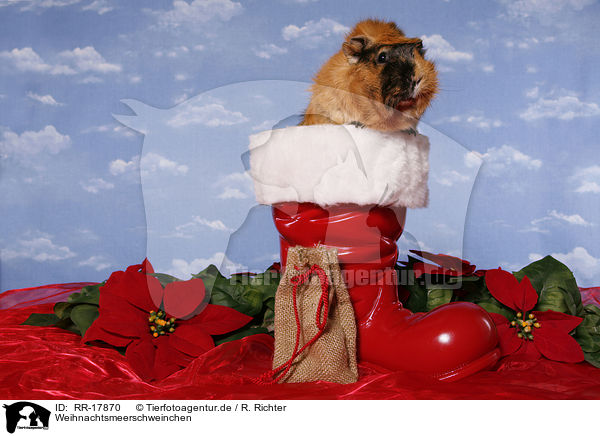 Weihnachtsmeerschweinchen / RR-17870