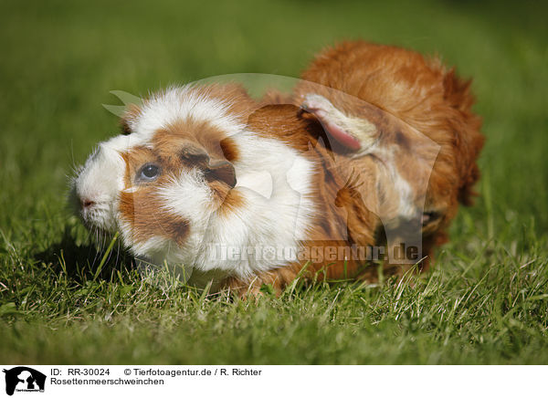 Rosettenmeerschweinchen / Abyssinian guinea pig / RR-30024