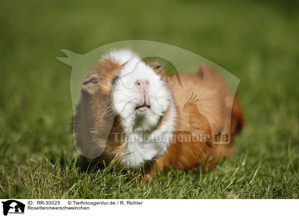 Rosettenmeerschweinchen / Abyssinian guinea pig / RR-30025