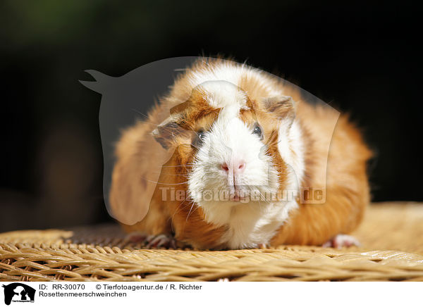 Rosettenmeerschweinchen / Abyssinian guinea pig / RR-30070