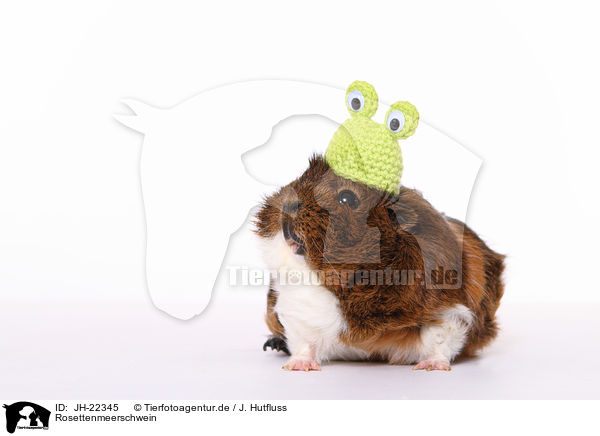 Rosettenmeerschwein / JH-22345