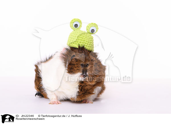 Rosettenmeerschwein / JH-22346