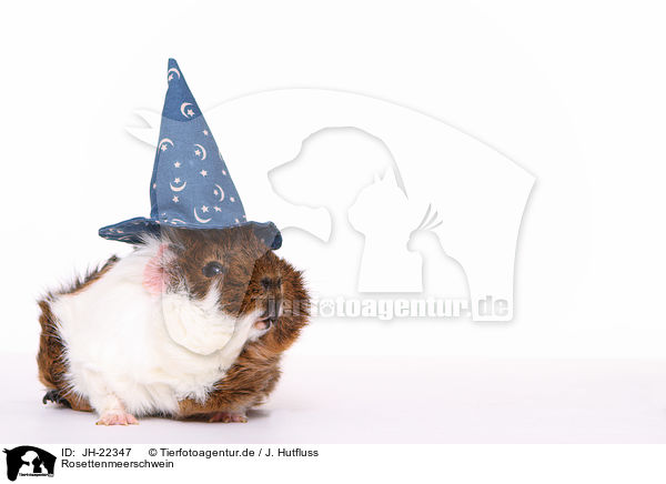 Rosettenmeerschwein / Abyssinian guinea pig / JH-22347