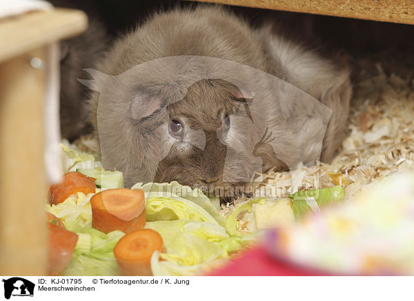 Meerschweinchen / Guinea Pig / KJ-01795