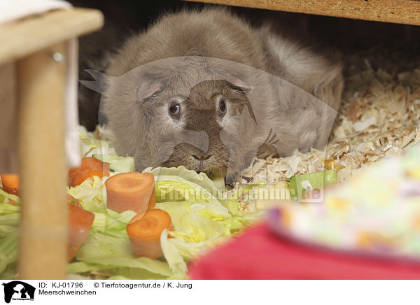 Meerschweinchen / Guinea Pig / KJ-01796